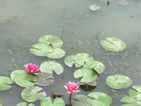 魅力手机（魅力手机的功能、性能、设计、用户体验一应俱全）