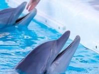 海豚外形与特征（神秘的海洋使者——海豚的外貌特征及其意义）
